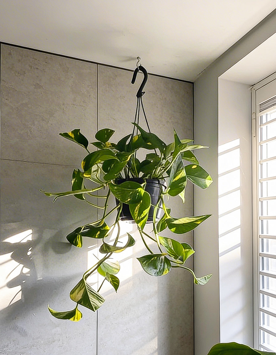 Hanging Money Plant - Nursery Pot