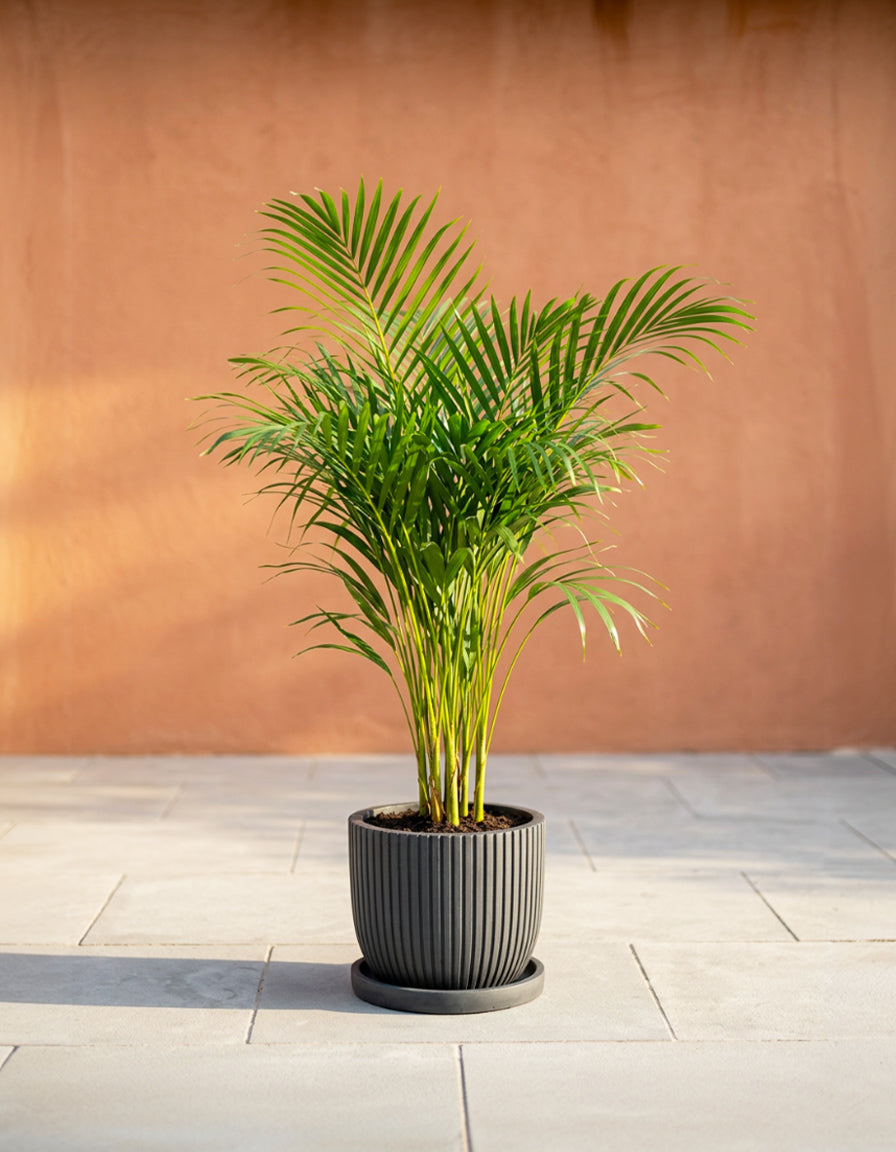 Holland Areca Palm - Potted