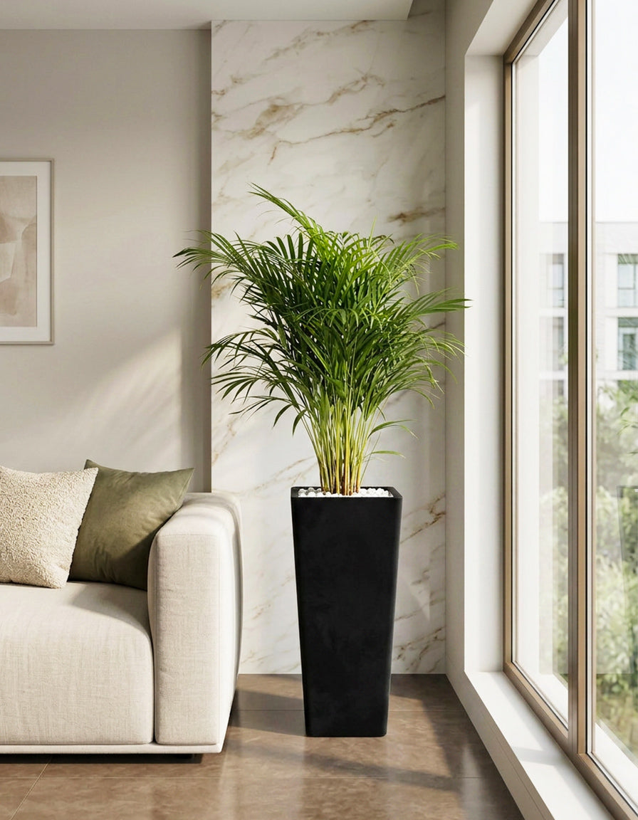 Holland Areca Palm - Tall Fiber Pot ( Premium Quality )