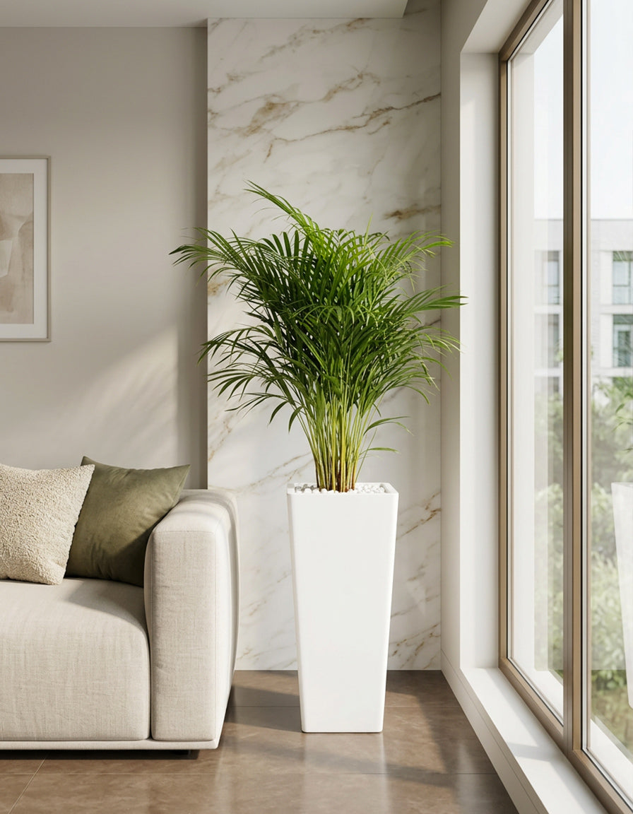 Holland Areca Palm - Tall Fiber Pot ( Premium Quality )