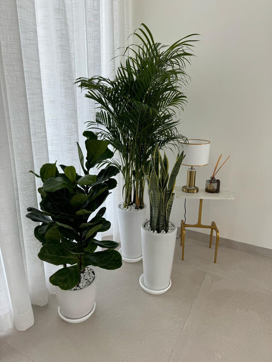 Air Purifier Bundle - Best Value