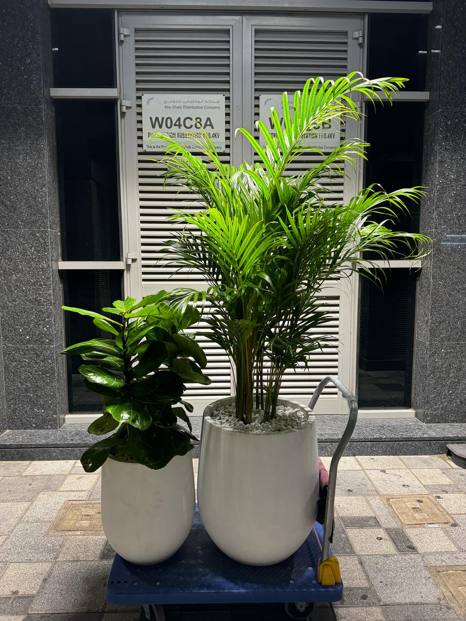 Areca Palm & Fiddle Leaf - Fiber Pot
