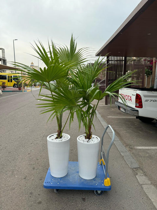 Livistonia Palm - Bundle