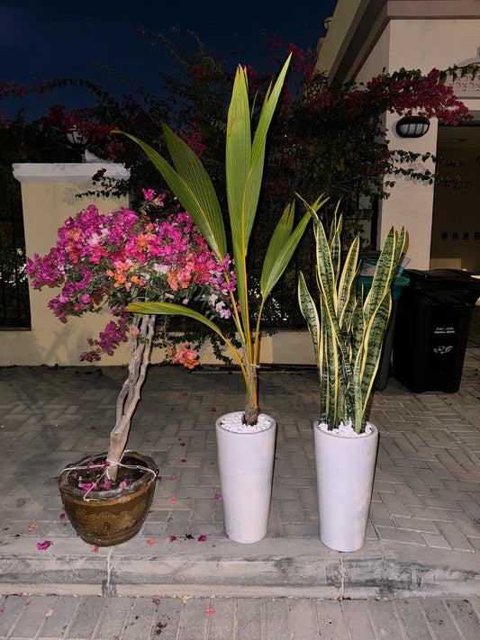 Outdoor’s Paradise - Bundle