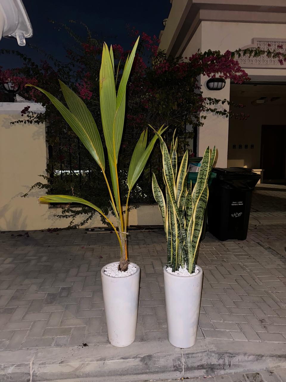 Evergreen Bundle - Coconut Palm & Snake Plant