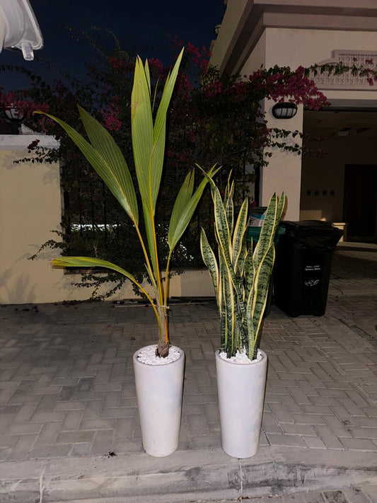 Evergreen Bundle - Coconut Palm & Snake Plant
