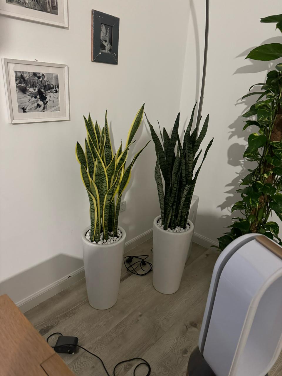 Sanseveria Plant Bundle Offer
