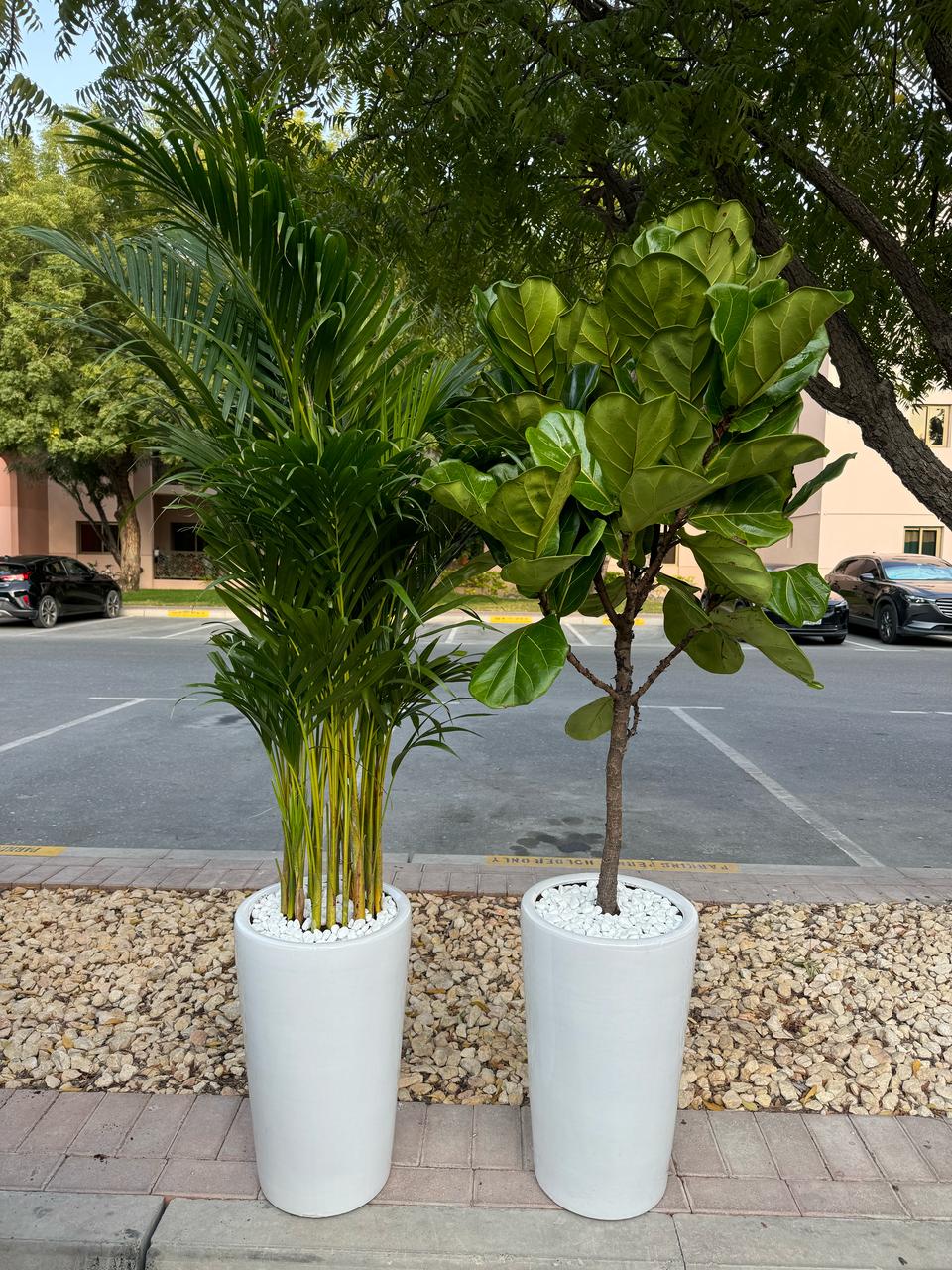 Areca Palm & Fiddle Tree Bundle