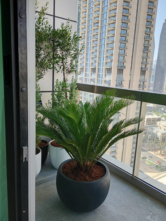 Sago Palm -
