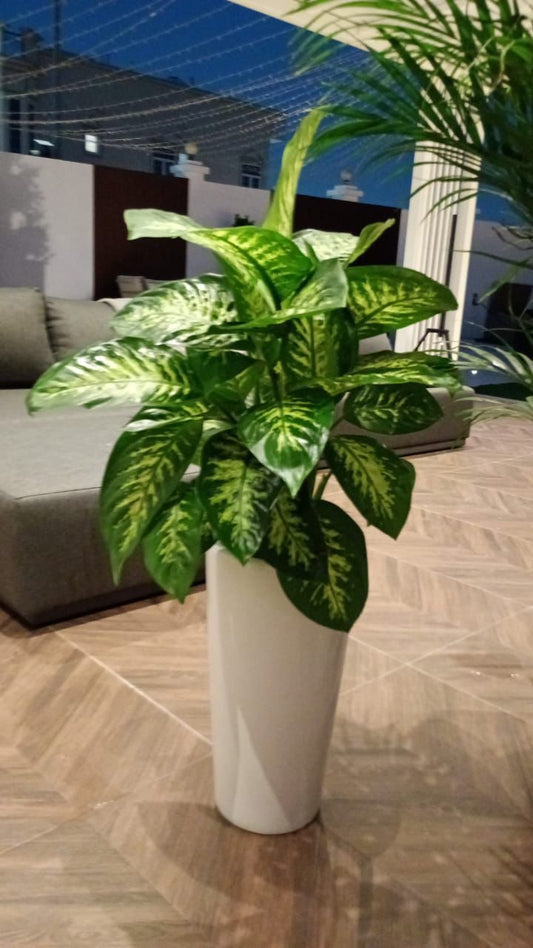 Dieffenbachia - Tall Pot