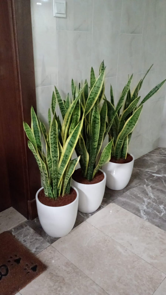 Set of 3 Snake Plants