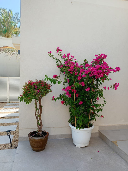 Bougainvillea Combo
