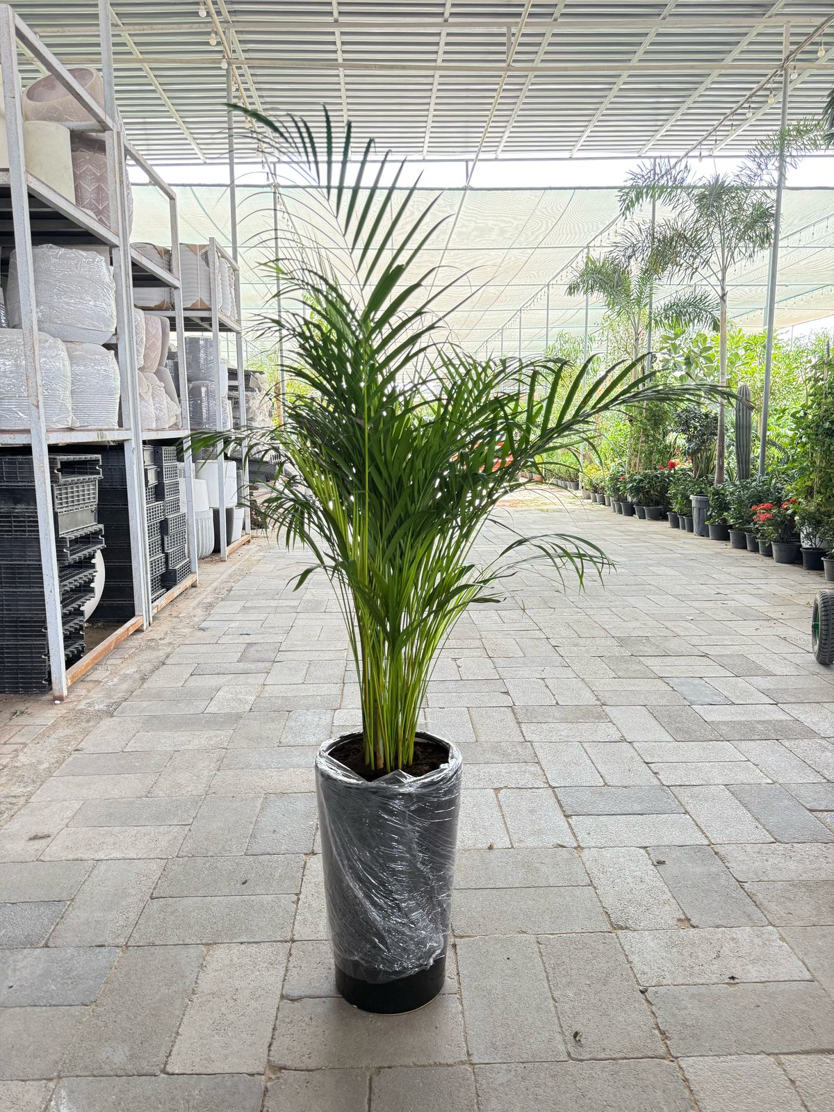 Holland Areca Palm - Ceramic Pot