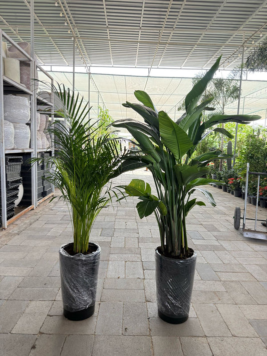 Areca & Bird Of Paradise - Tall Ceramic Pot