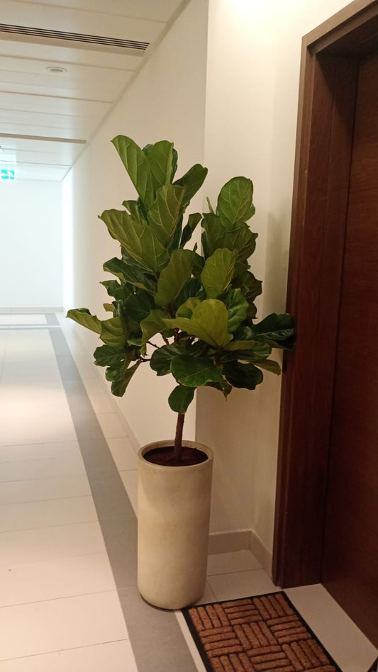 Fiddle Leaf - Tall Fiber Pot
