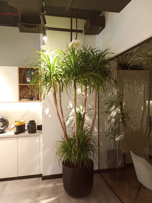Giant Dracena - Fiber Pot