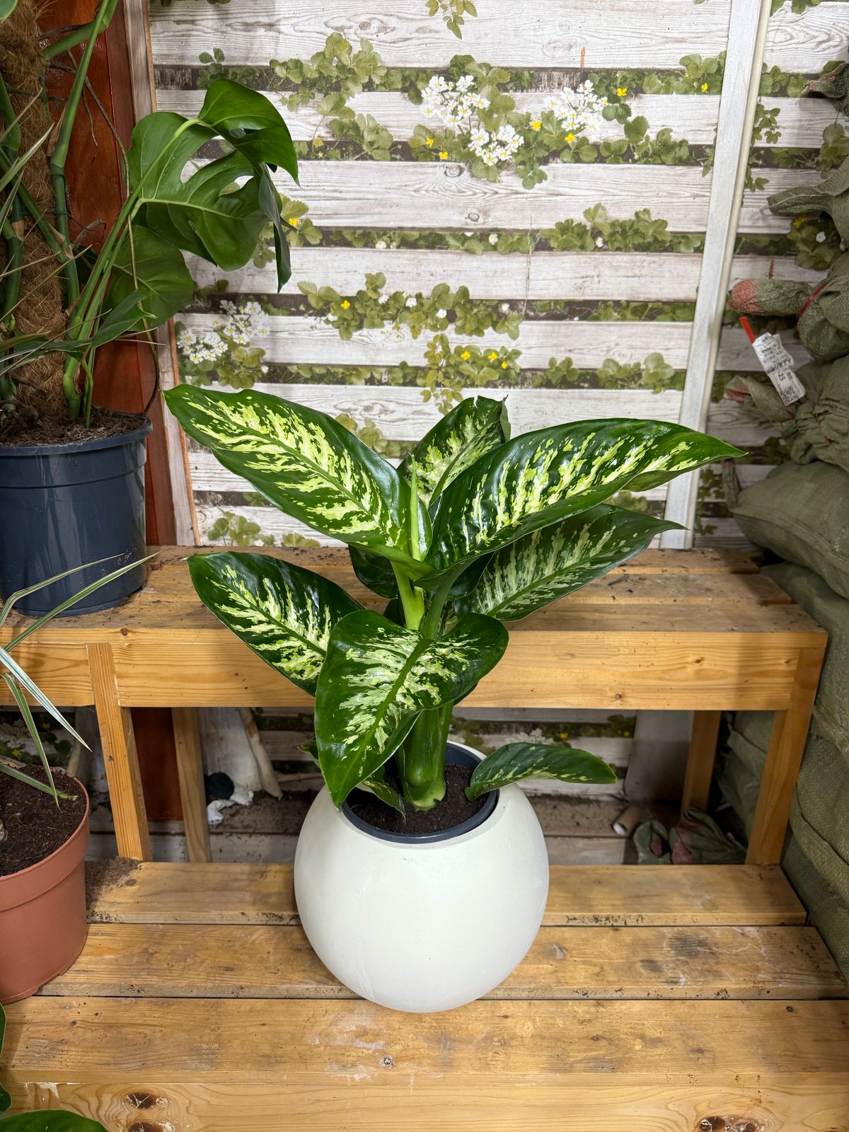 Dieffenbachia - Round Fiber Pot