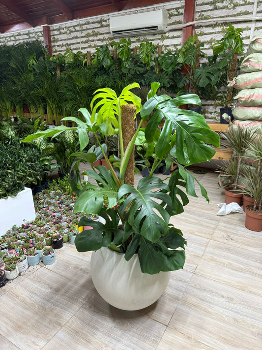 Monstera Swiss - Round Fiber Pot