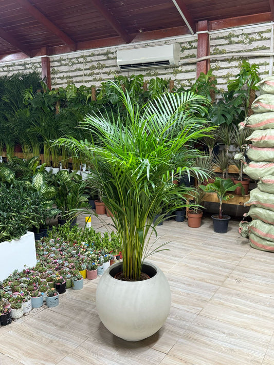 Areca Palm - Round Pot - Premium Quality