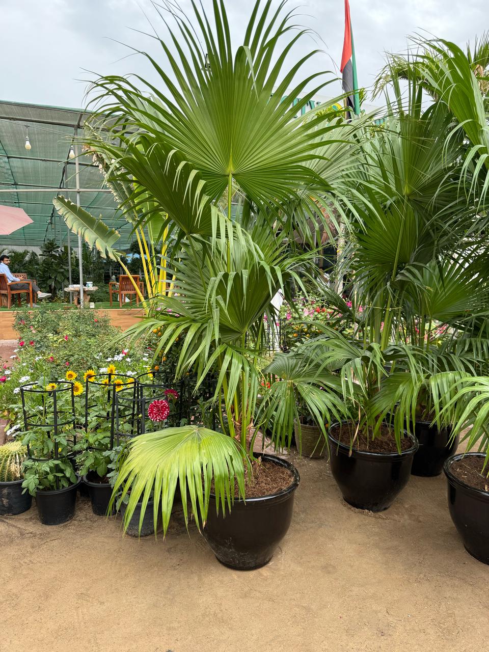 Giant Livistonia Palm - Terracotta Pot