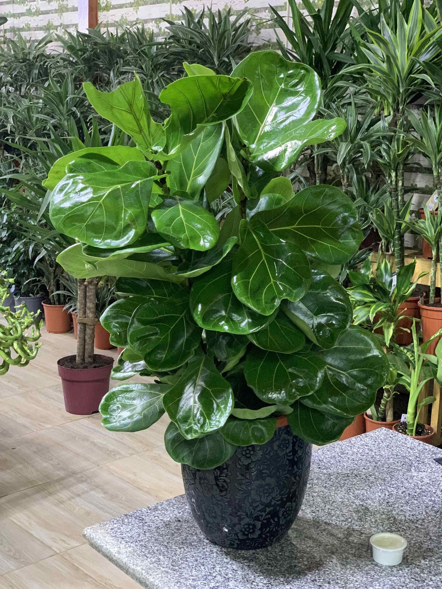 Bushy Fiddle Plant - PROMOTION 80-100 CM EACH