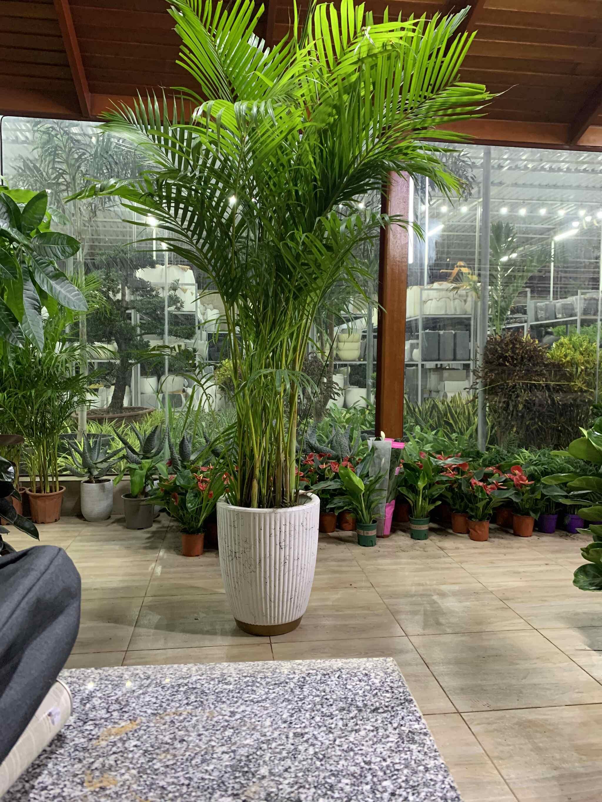 Giant areca palm - 2-2.1M