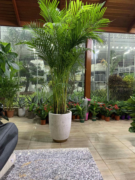 Giant areca palm