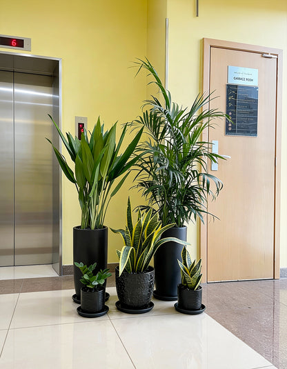 Indoors Plants Set of 5 - Low to Zero Maintenance