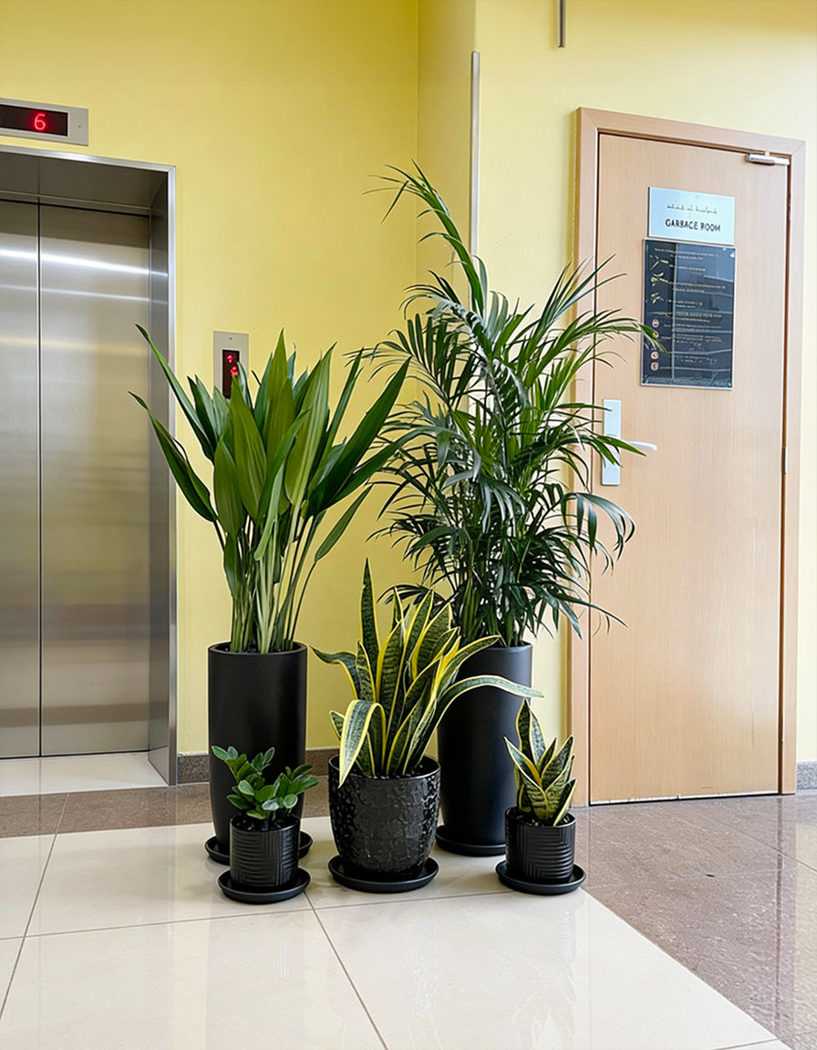 Indoors Plants Set of 5 - Low to Zero Maintenance