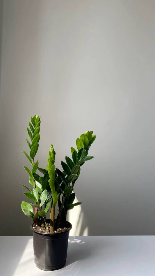 ZZ Plant - Nursery Pot