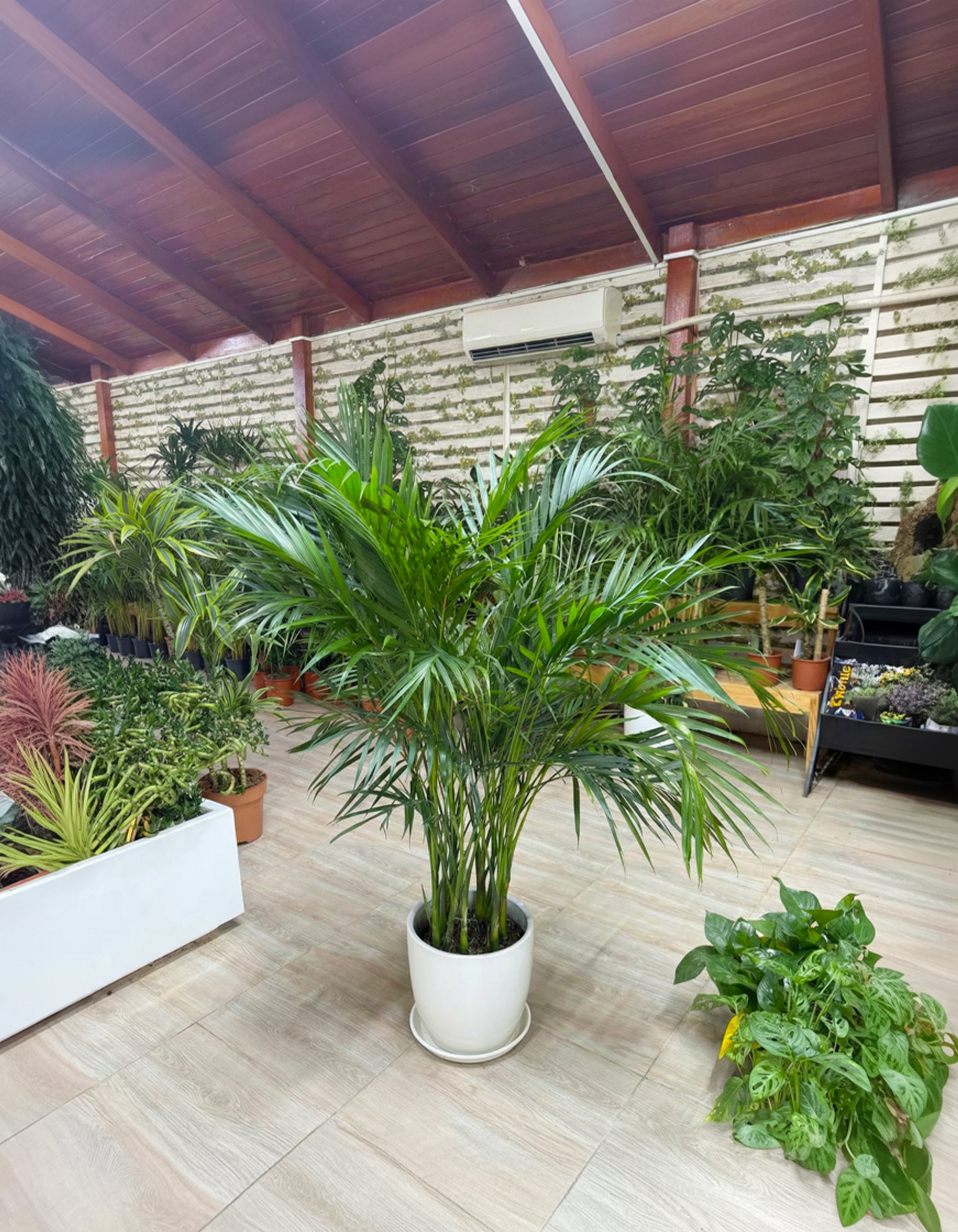 Kentia Palm - Potted