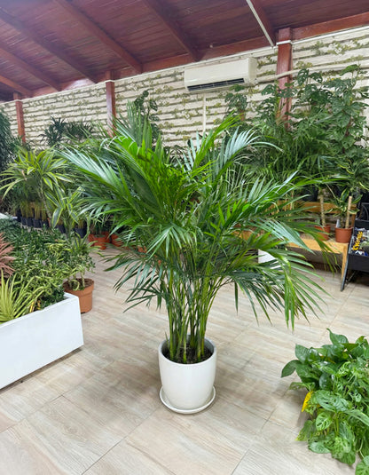 Kentia Palm - Potted