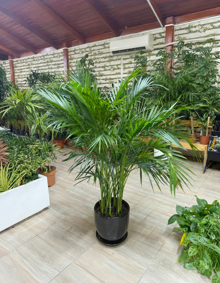 Kentia Palm - Potted