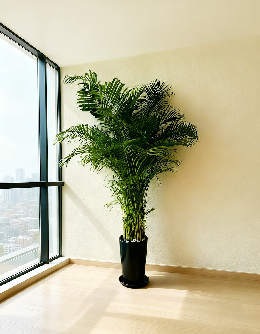 Large Areca Palm - Tall Pot