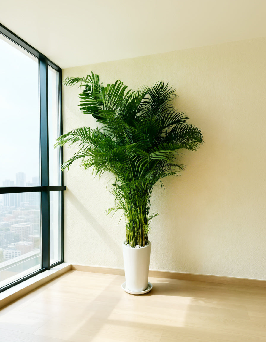 Large Areca Palm - Tall Pot