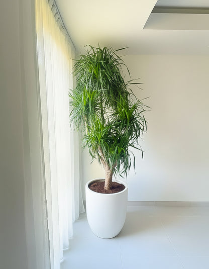 Large Dracena - Fiber Pot