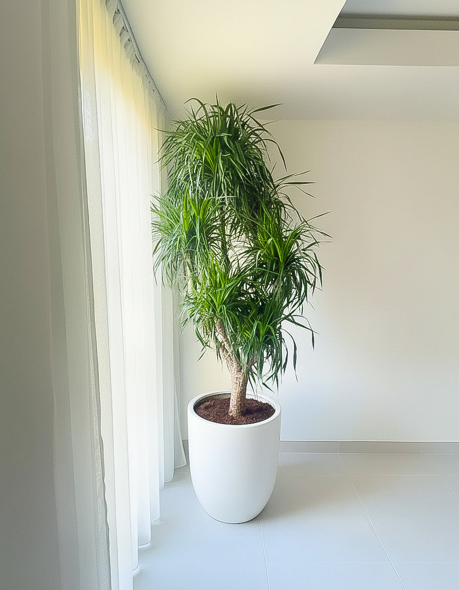Large Dracena - Fiber Pot