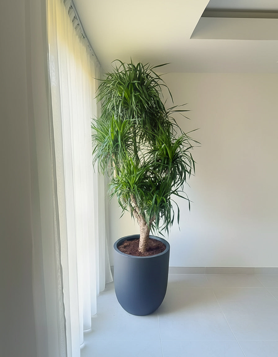 Large Dracena - Fiber Pot
