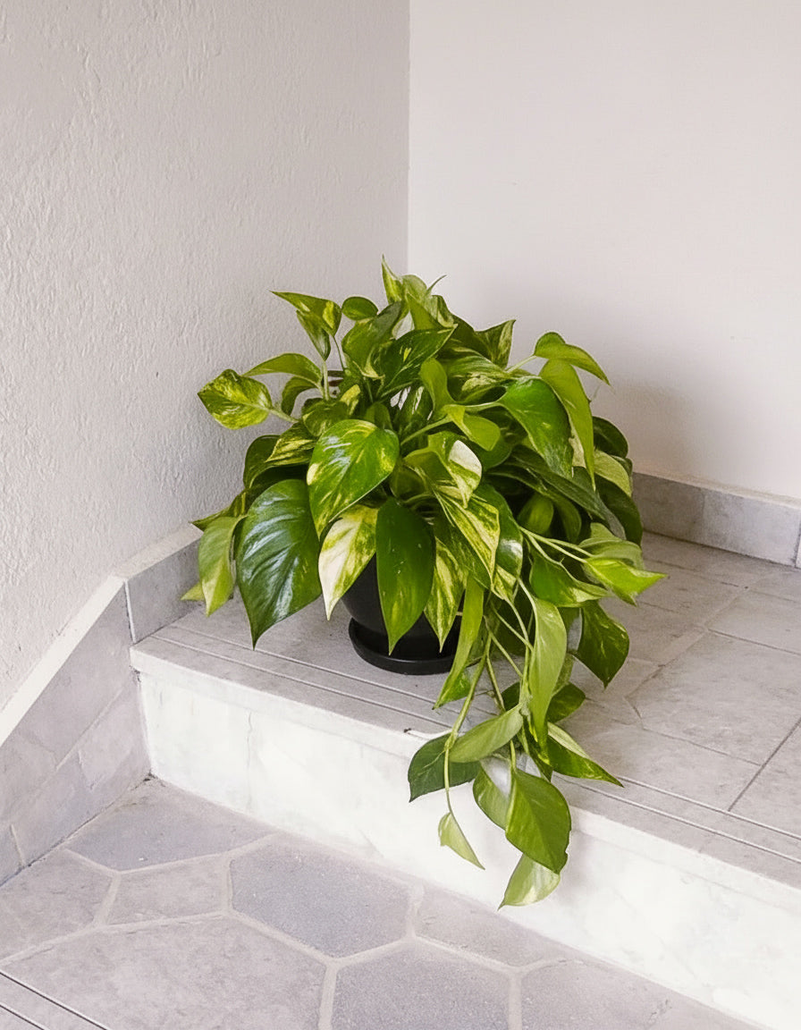 Large Money Plant ( Pothos )