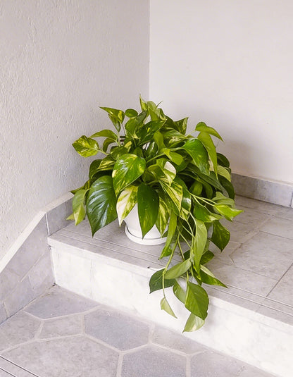 Large Money Plant ( Pothos )