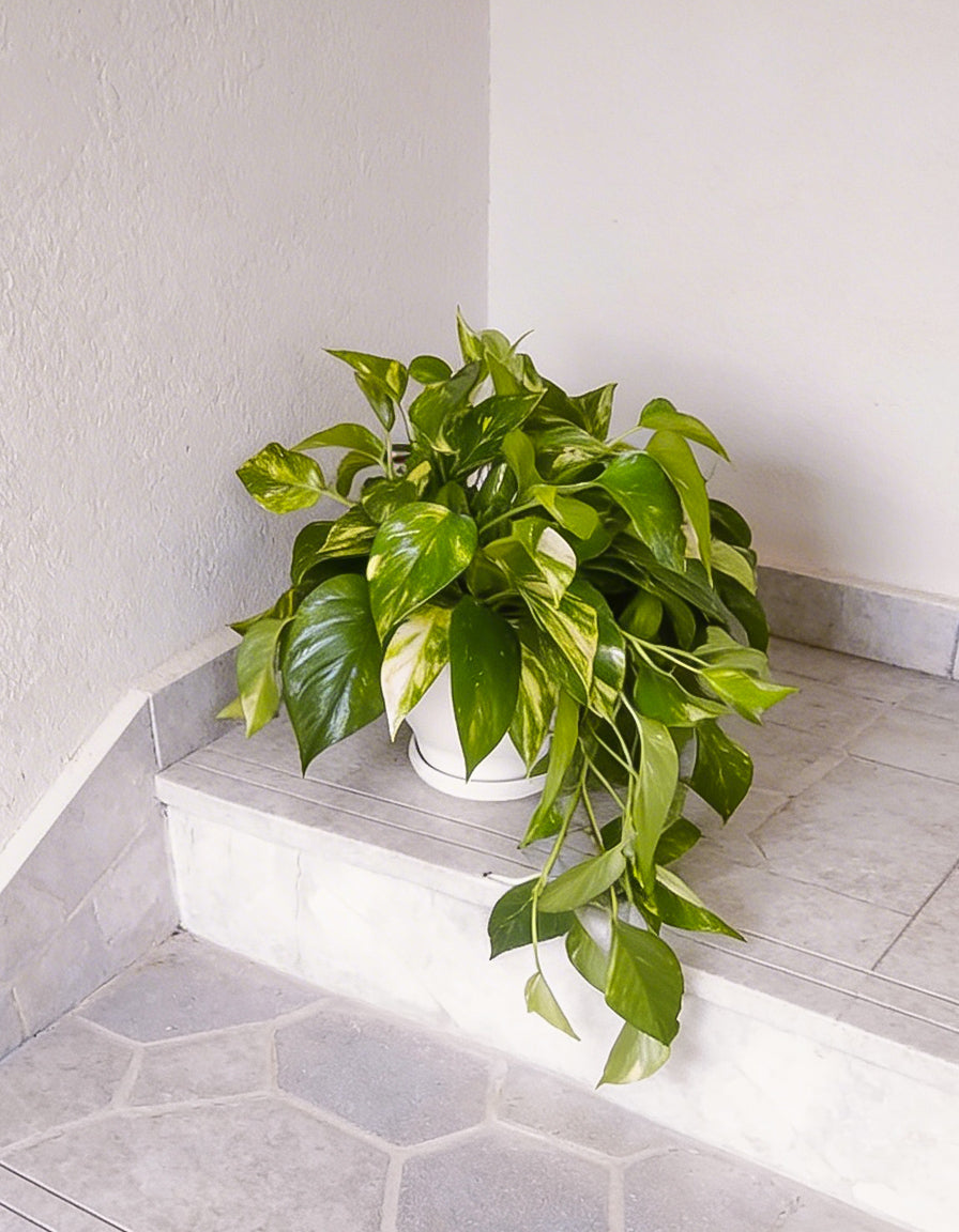 Large Money Plant ( Pothos )