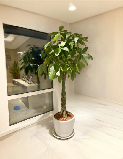 Large Twisted Pachira