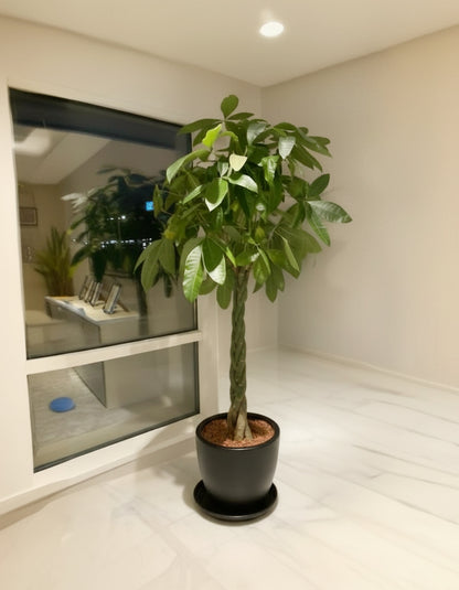 Large Twisted Pachira