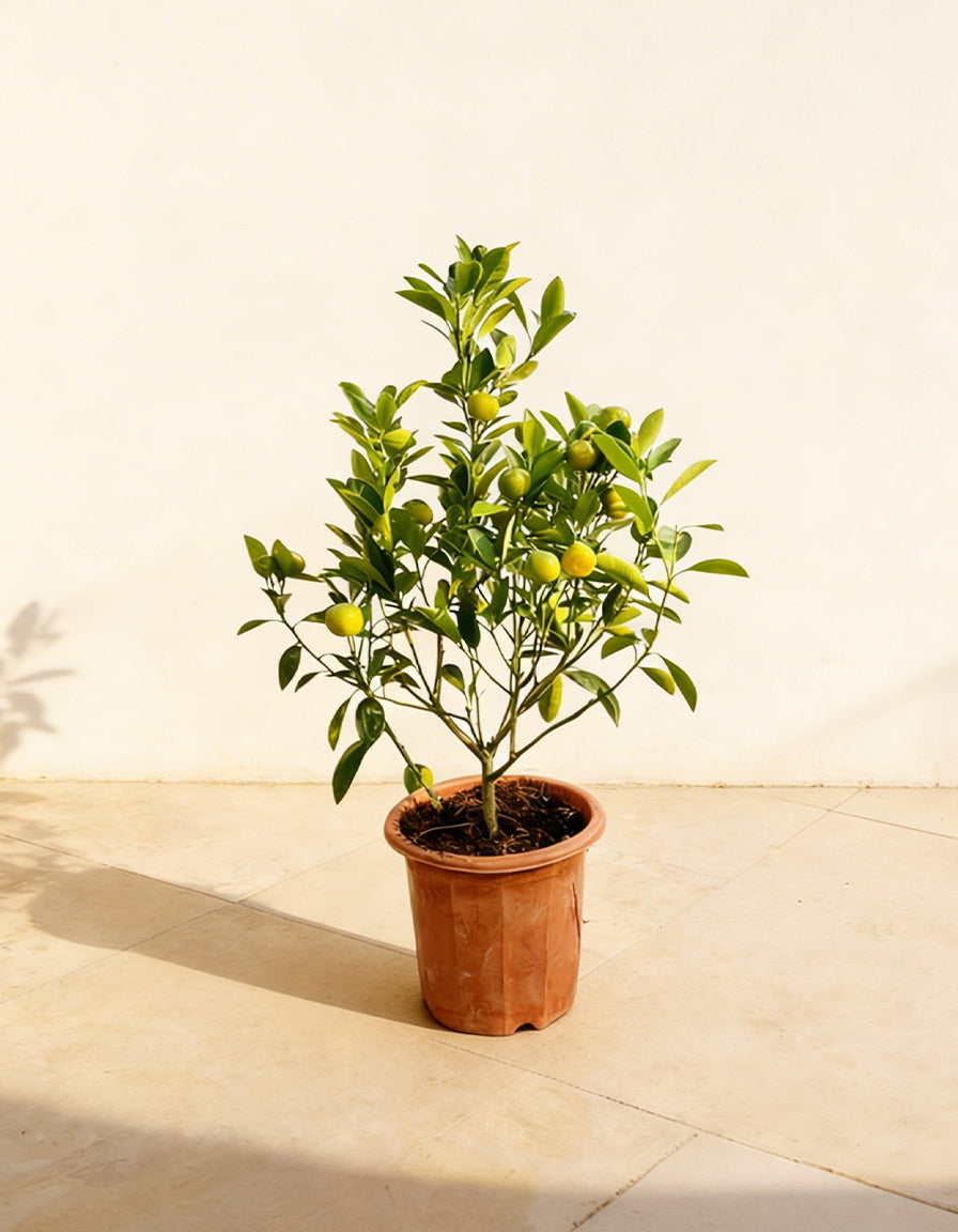 Lemon - Nursery Pot