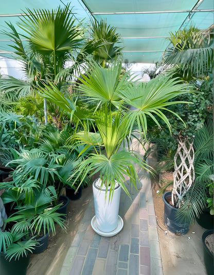 Livistona Palm - Promotional Offer