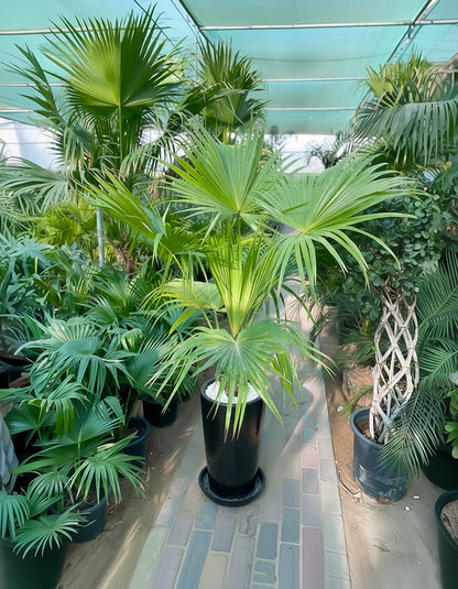 Livistona Palm - Promotional Offer