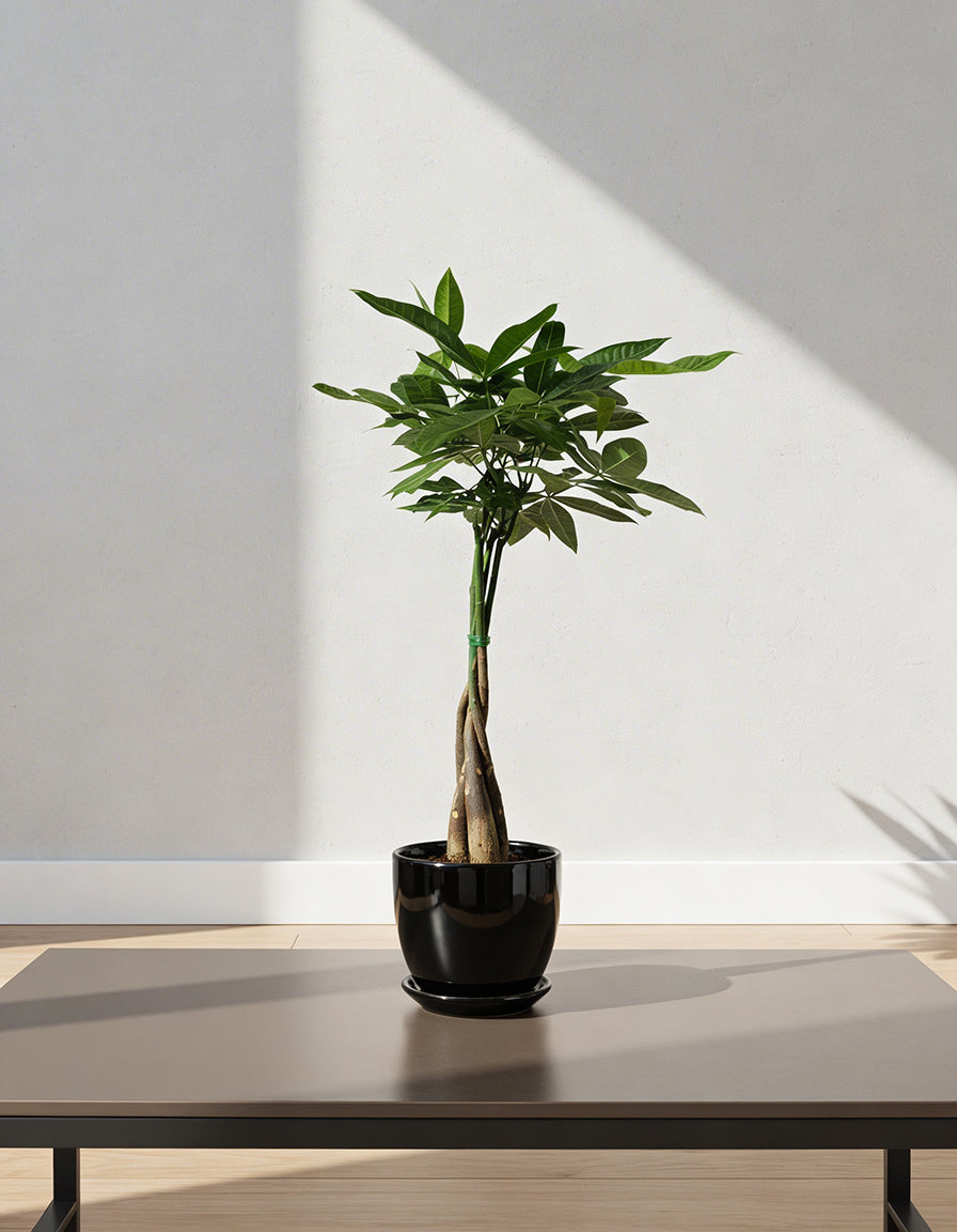 Money Plant - Ceramic Pot