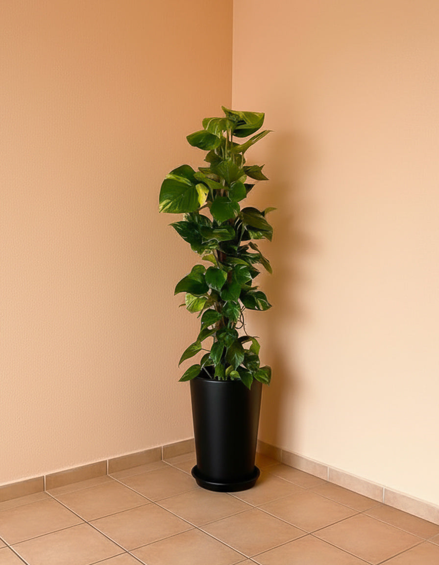 Money Plant - Long Pot
