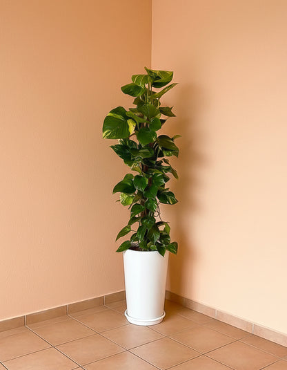 Money Plant - Long Pot