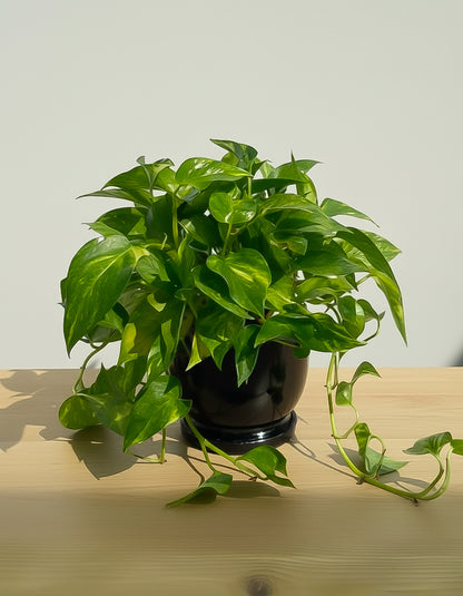 Money Plant - Ceramic Pot